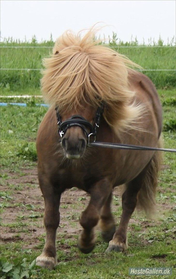 Shetlænder olfert billede 8