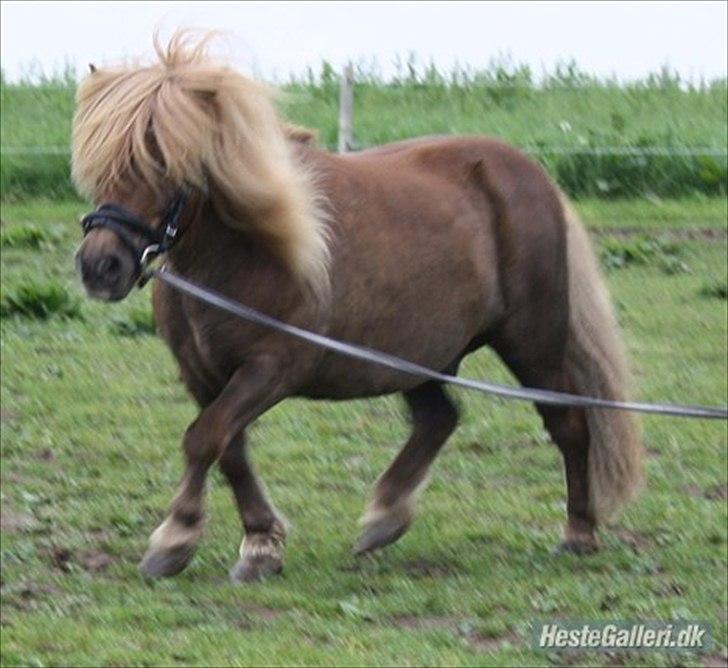 Shetlænder olfert billede 9