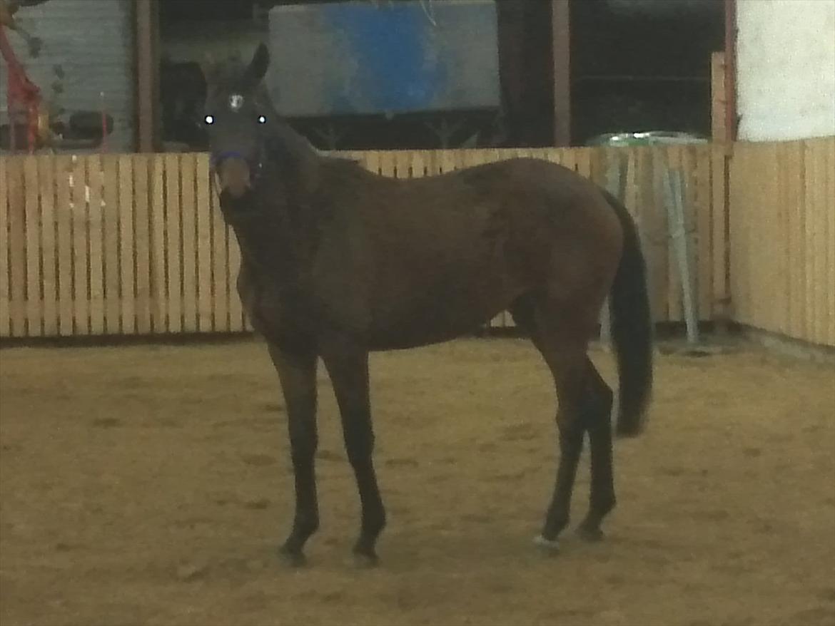 Hollandsk Varmblod Ezione - Første gang far og jeg var ude og se Ezie billede 1