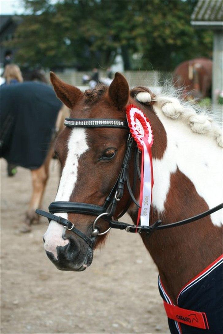 Anden særlig race Lady<3 - Vinder af nibe cup 2010. billede 14