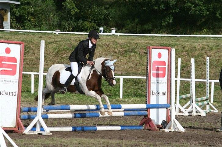 Anden særlig race Lady<3 - Områdemesterskab 2010. billede 15