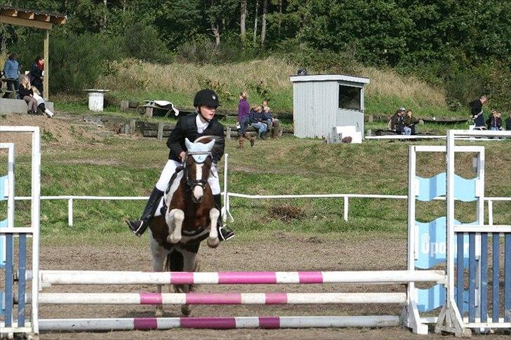 Anden særlig race Lady<3 - Områdemesterskab 2010. billede 16