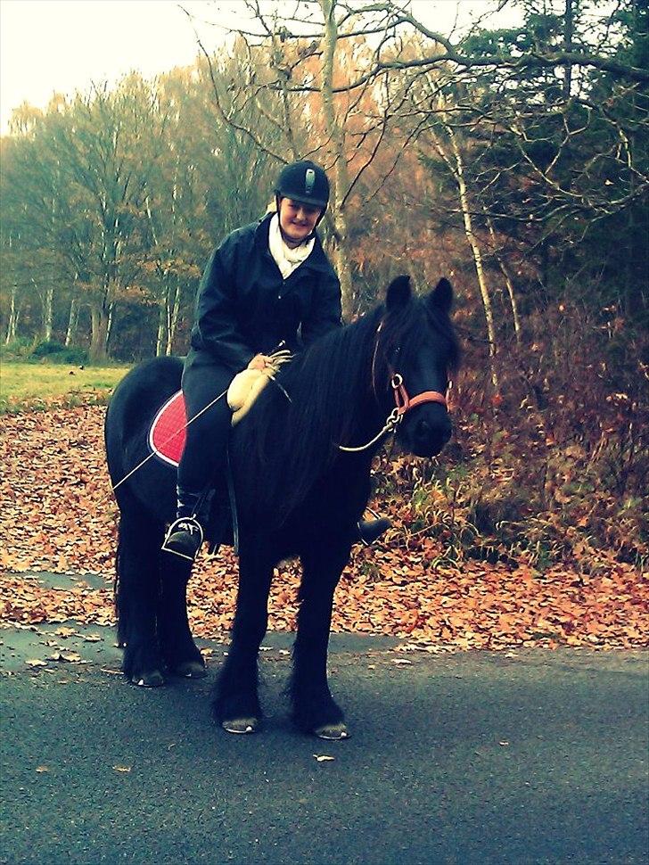 Fell pony Michaks Jaguar  - Mig og Fell tuller i skoven med Cathrine og Olaf drengen ;) Bemærk vi rider bidløst !;) prinsen <3 billede 3