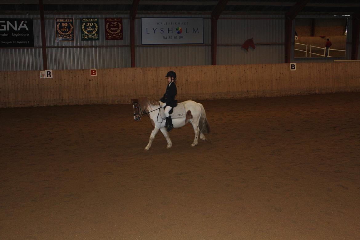 Anden særlig race Lolli - Stævne d. 3/12-2011 -1. plads i LC1 billede 7