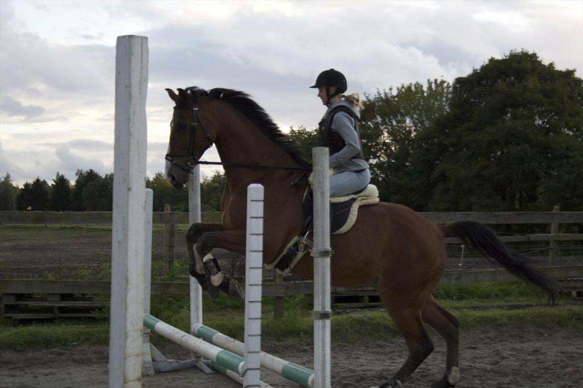 Anden særlig race Bob <3 (R.I.P :'( <3) - Hoppe kan han også! :D  billede 4