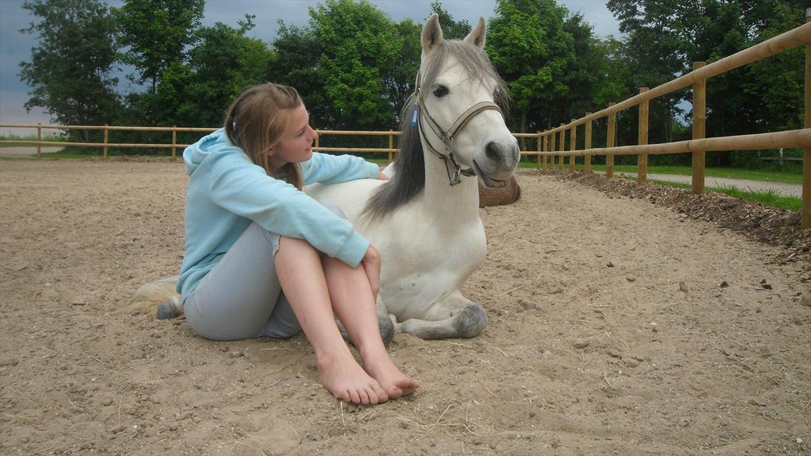 Kaspisk hest Rosmear Aram | Geden/Æsel - Jeg elsker min hest - uanset hvilke valg jeg vil komme til at træffe. Han vil altid være en del af mig. 8 og et halvt år har han været en del af mit liv <3 - Anne N. Rokkjær/Sofie Mortensen billede 1