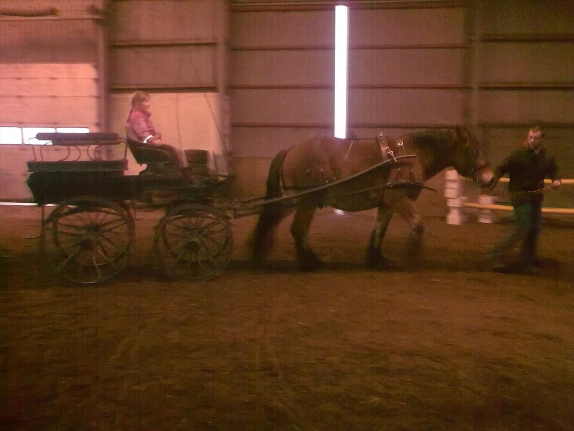 Belgier Rasmus  - Rasmus med vogn for første gang. billede 16