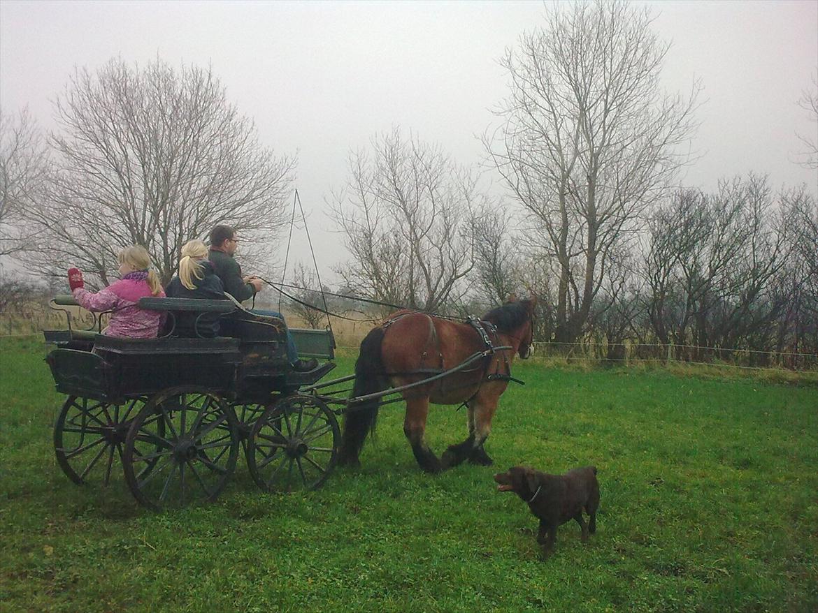 Belgier Rasmus  billede 18