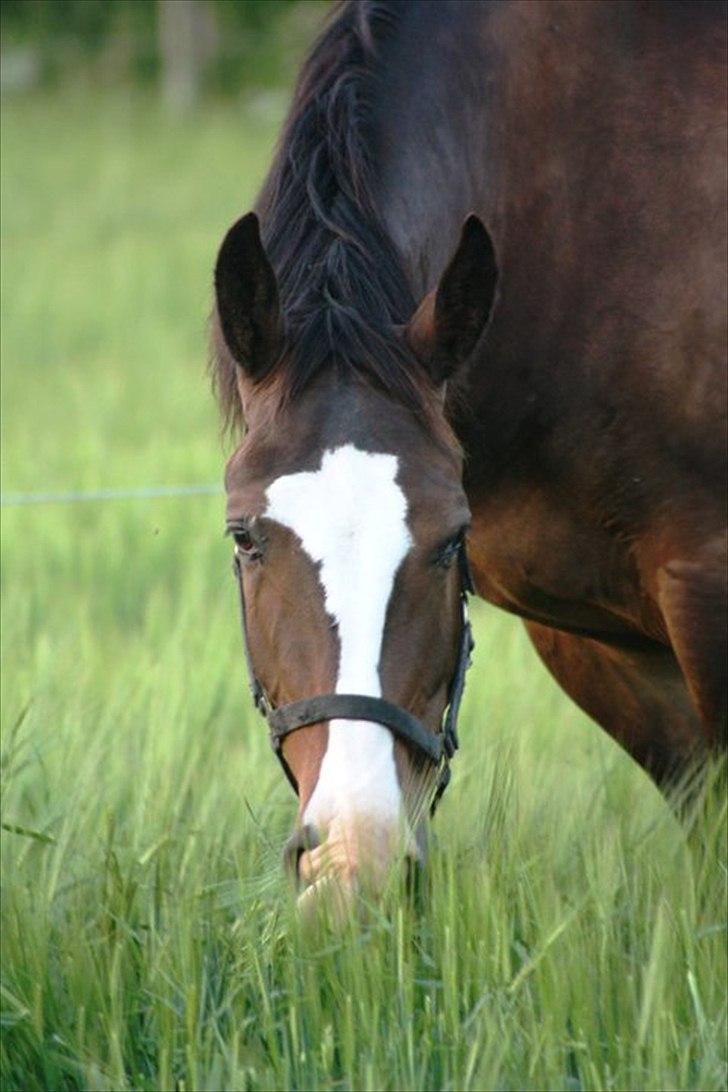 Oldenborg Lucas - lucas:-* billede 1