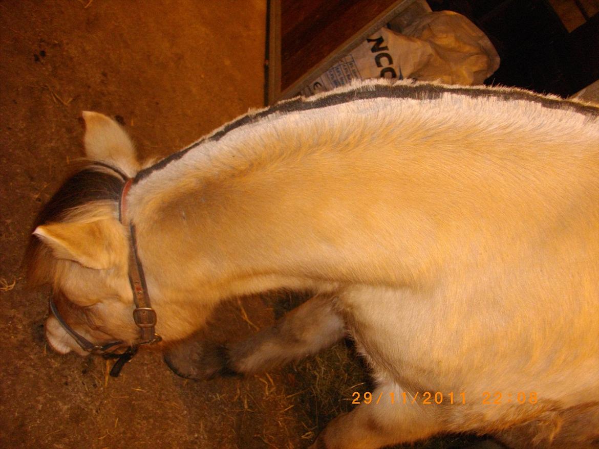 Fjordhest fønix frode billede 16