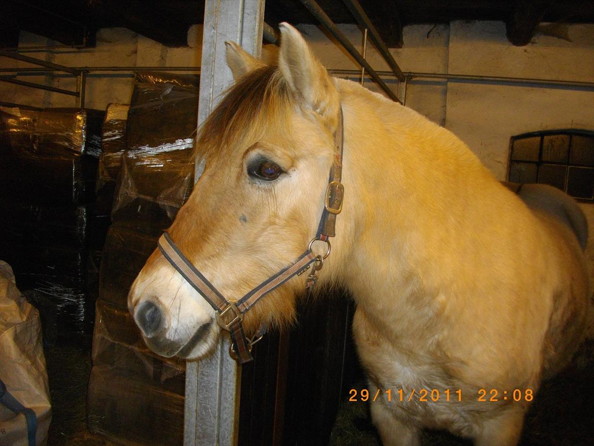 Fjordhest fønix frode billede 17