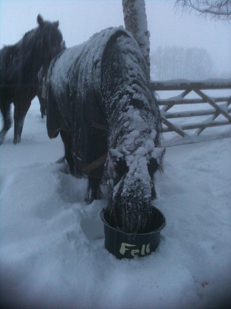 Fell pony Drybarrows Buster - En Fell pony i sneen ;o) billede 2