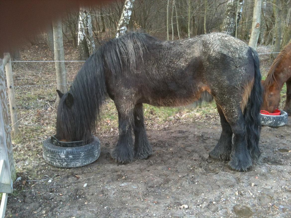 Fell pony Drybarrows Buster - En meget pløret Fell pony ;o) billede 3