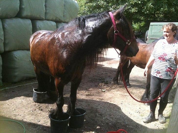 Fell pony Drybarrows Buster - Så bliver der vasket futter, og nej, tror bestemt ikke det er mig, der står ved hans side *GG* billede 5