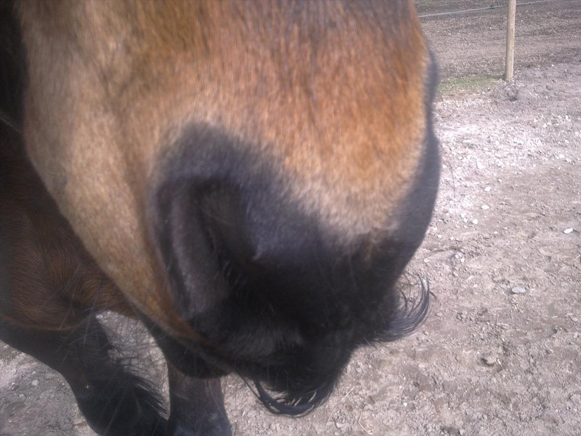 Fell pony Drybarrows Buster - Også har han overskæg ;o) billede 6