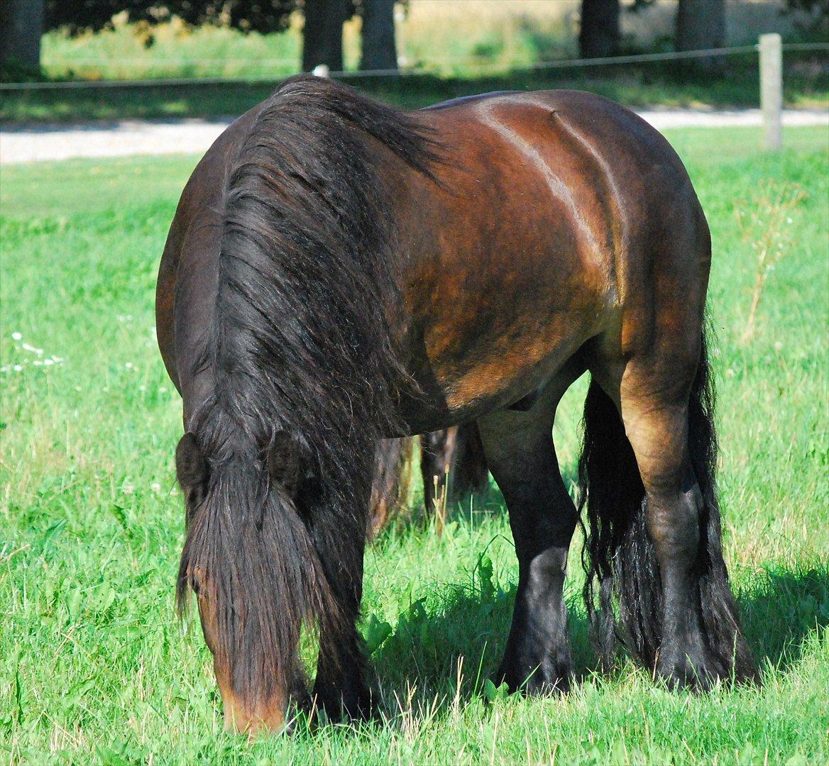 Fell pony Drybarrows Buster - En skøn pony, en skøn sommer dag. billede 7