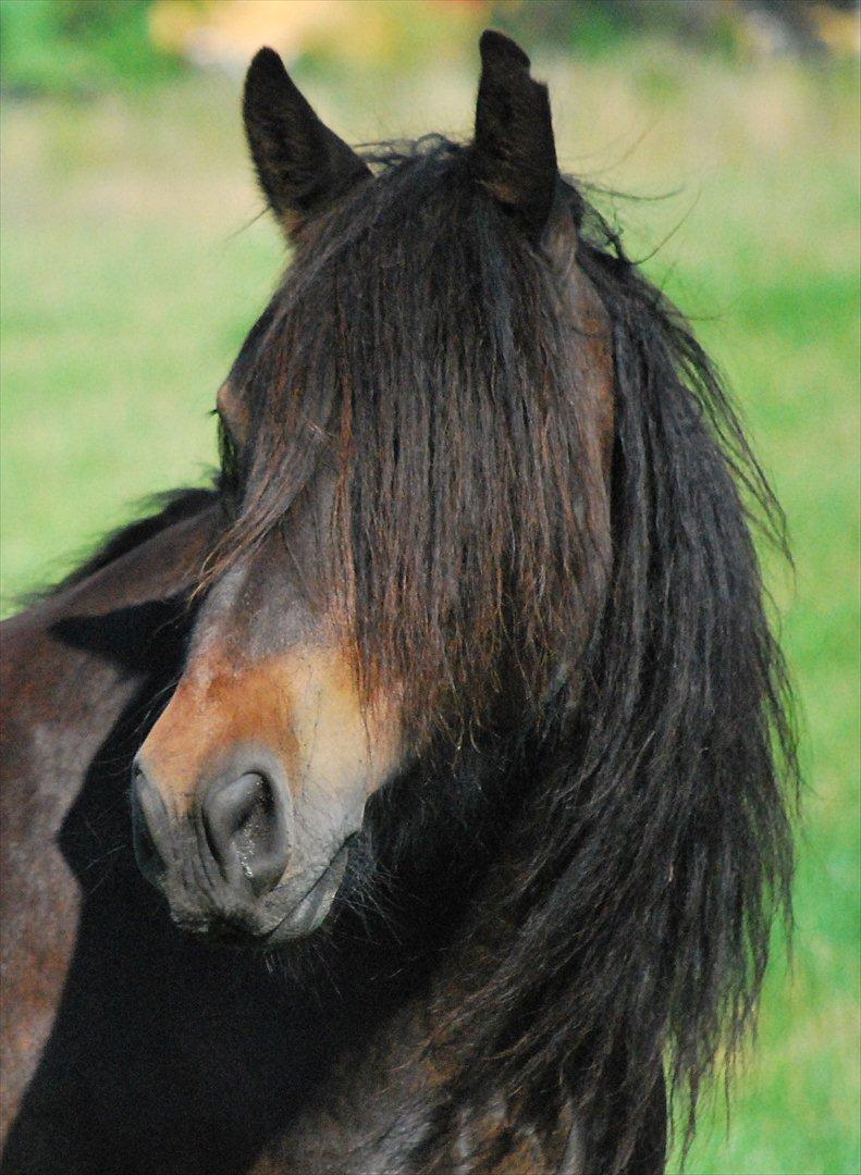 Fell pony Drybarrows Buster - Drybarrows Buster billede 8