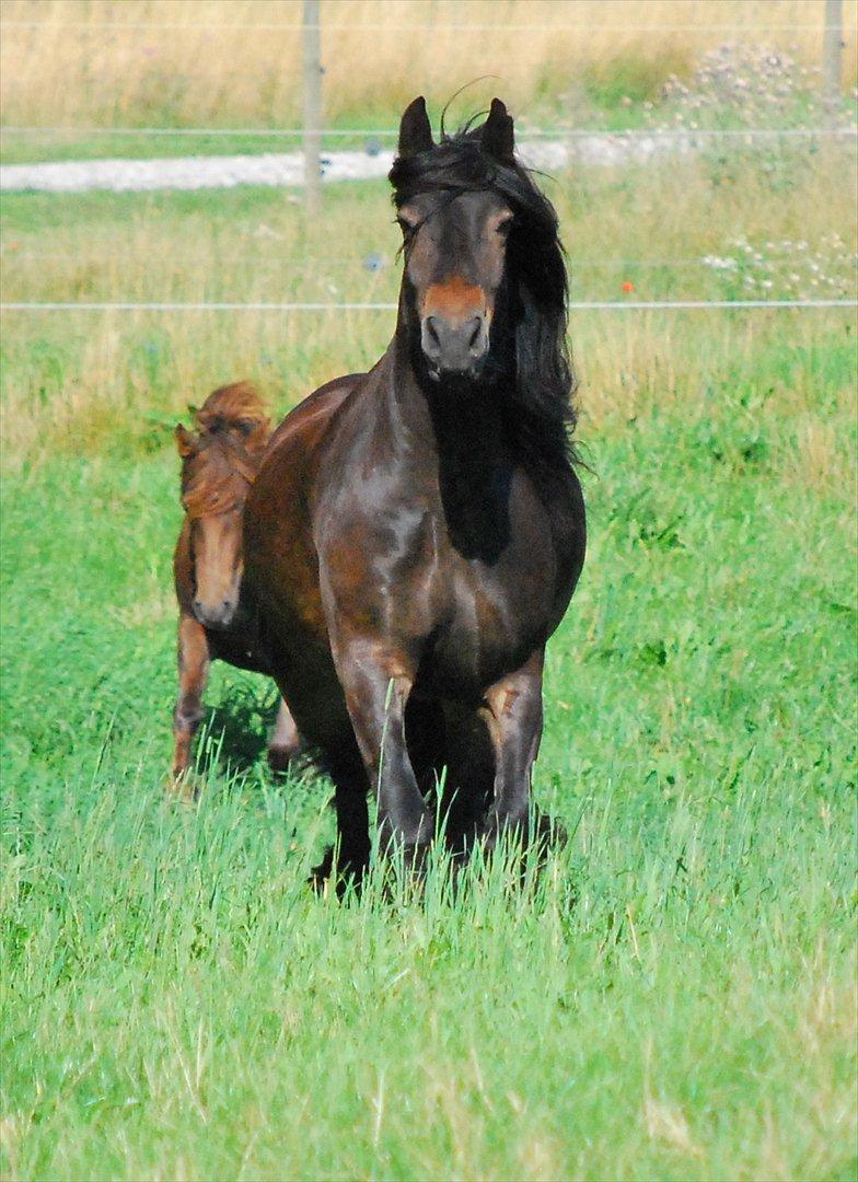 Fell pony Drybarrows Buster - En flot fyr ;o) billede 9
