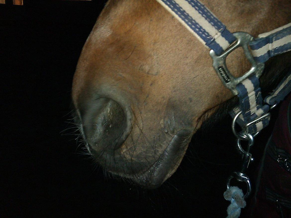 New Forest Nyskovens Antares - Min Mule:-)
Foto:Caro billede 15