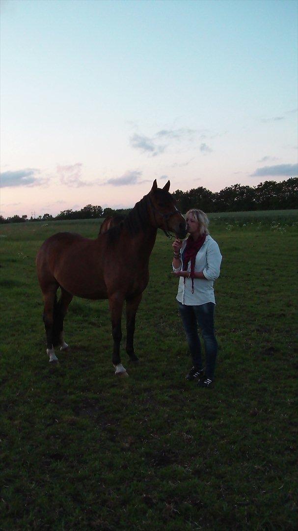Welsh Cob (sec D) Beukenorrd's Babbeloe (felix) Himmelhest billede 12