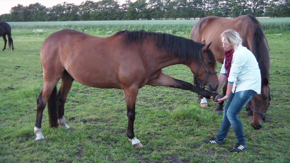 Welsh Cob (sec D) Beukenorrd's Babbeloe (felix) Himmelhest billede 13