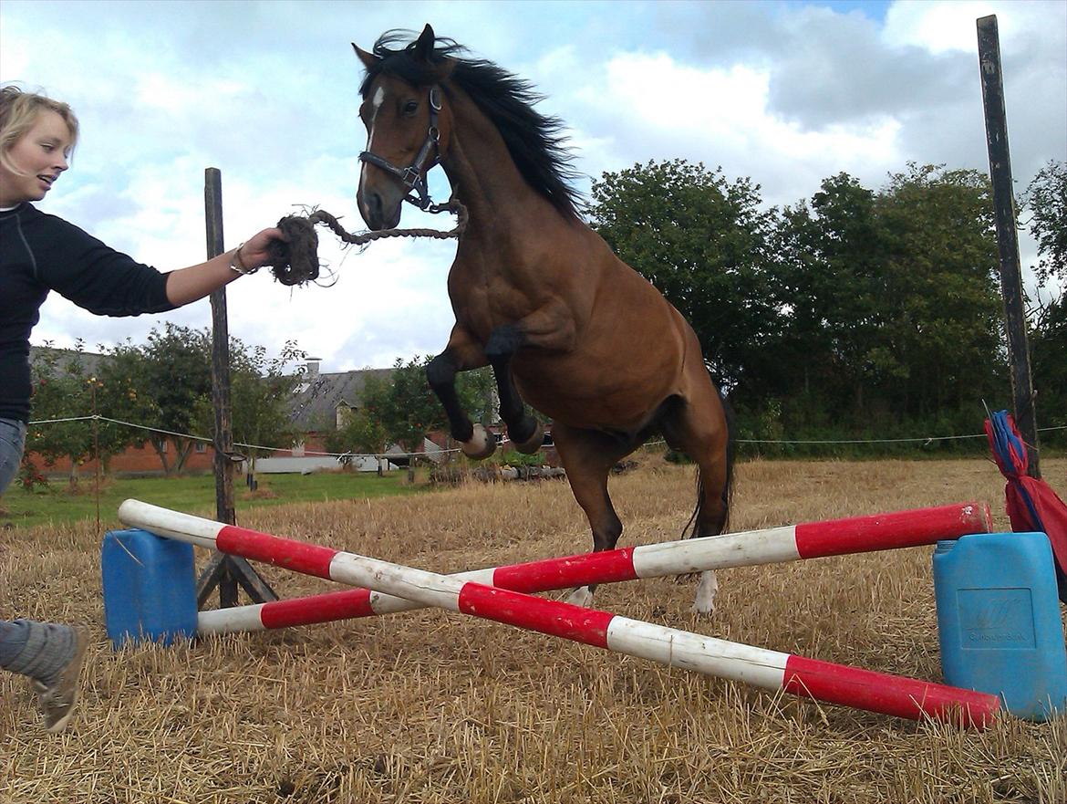 Welsh Cob (sec D) Beukenorrd's Babbeloe (felix) Himmelhest billede 14