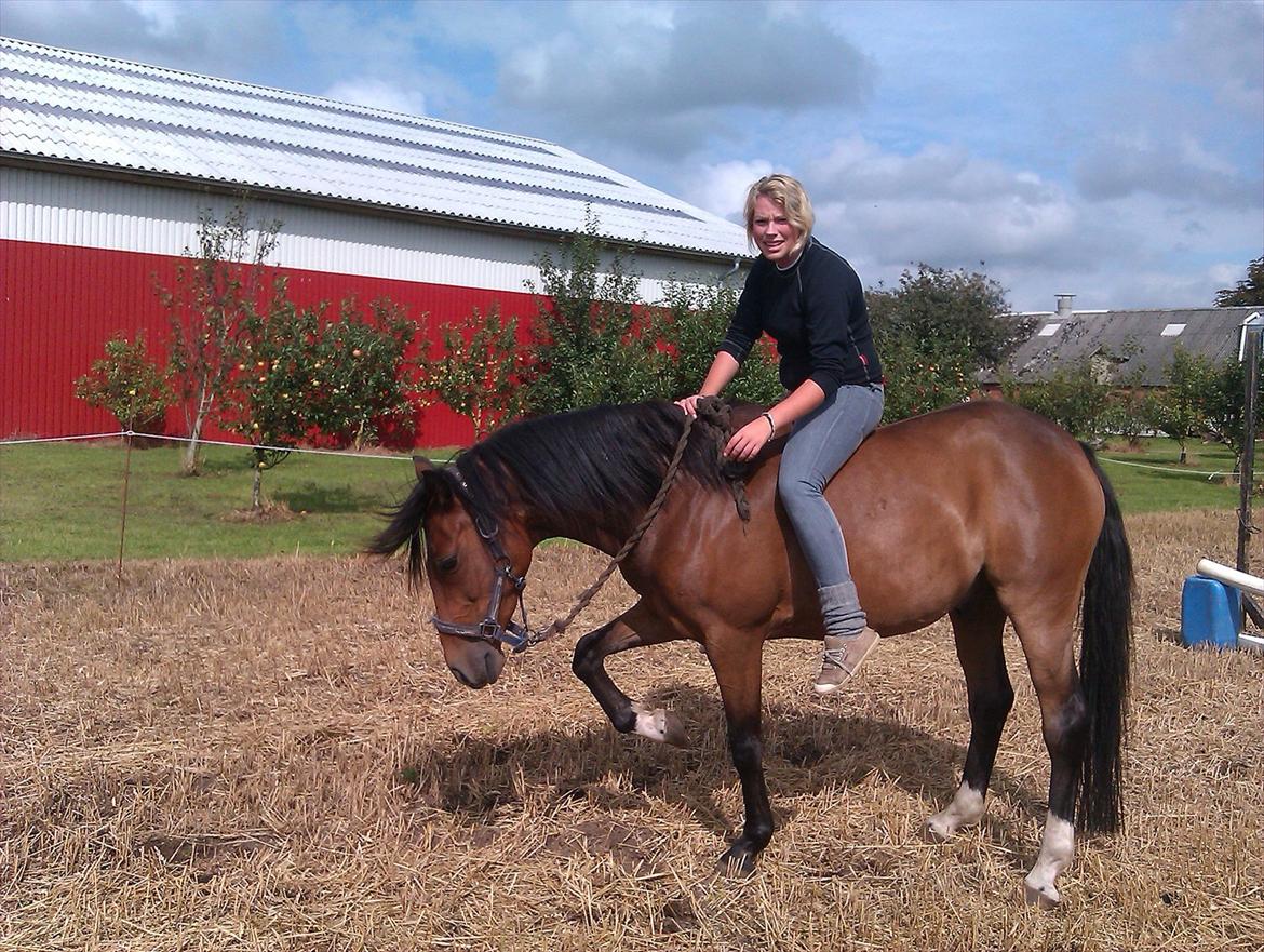 Welsh Cob (sec D) Beukenorrd's Babbeloe (felix) Himmelhest billede 15