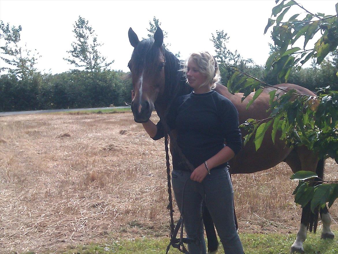 Welsh Cob (sec D) Beukenorrd's Babbeloe (felix) Himmelhest billede 2