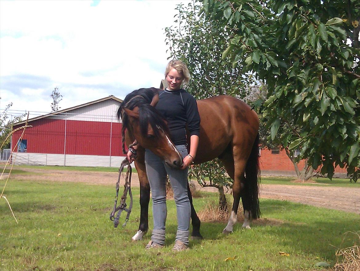 Welsh Cob (sec D) Beukenorrd's Babbeloe (felix) Himmelhest billede 1