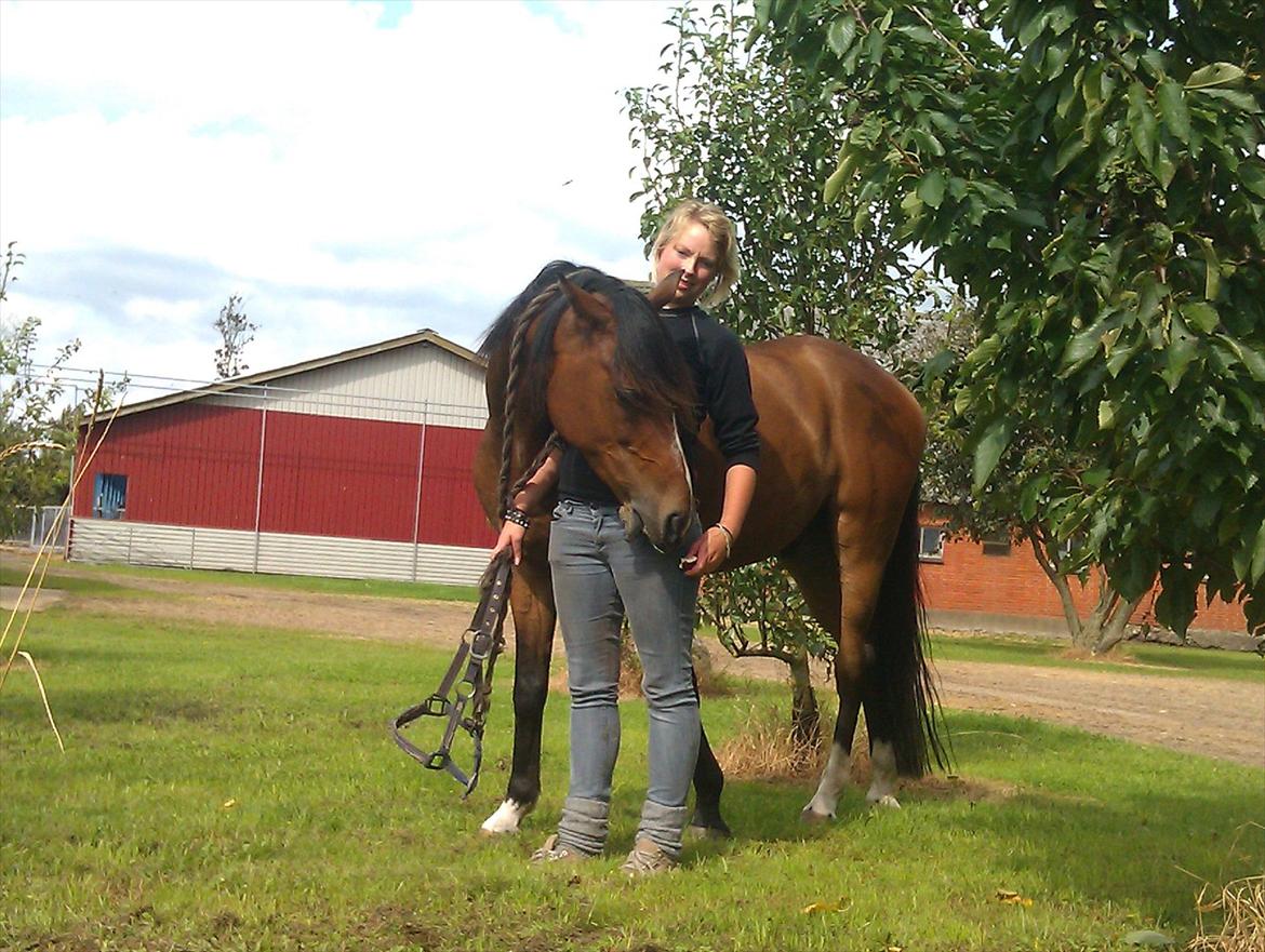 Welsh Cob (sec D) Beukenorrd's Babbeloe (felix) Himmelhest billede 16