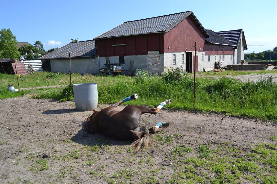 Welsh Pony (sec B) Maccoy. Bedsteven<3 - Go' røv skat!<33 billede 20