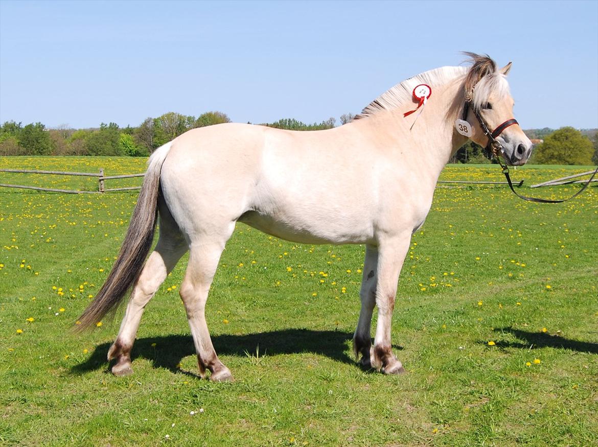 Fjordhest Merle Vårby # Solgt - Merle på Dorthealyst 9 i helhed billede 1