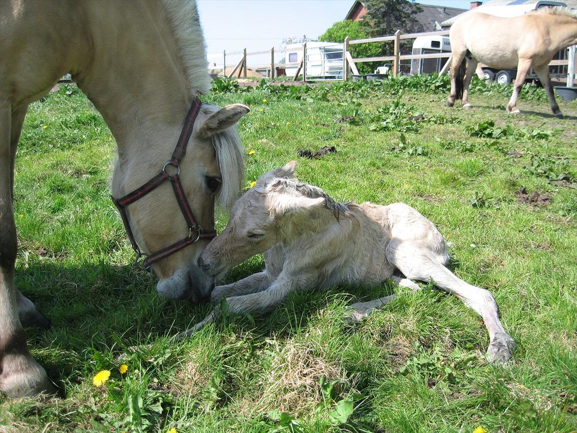 Fjordhest Merle Vårby # Solgt - En nyfødt fjordhest som kom til at hedde Merle billede 2