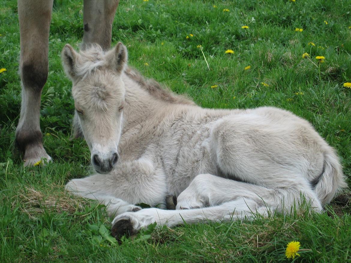 Fjordhest Merle Vårby # Solgt - Puha jeg må hellere lige få en lur, det er hårdt at være ny billede 4