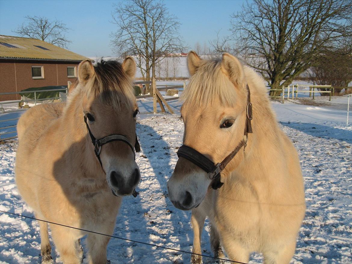 Fjordhest Merle Vårby # Solgt - Merle og Rocco i sneen som 1 års billede 5
