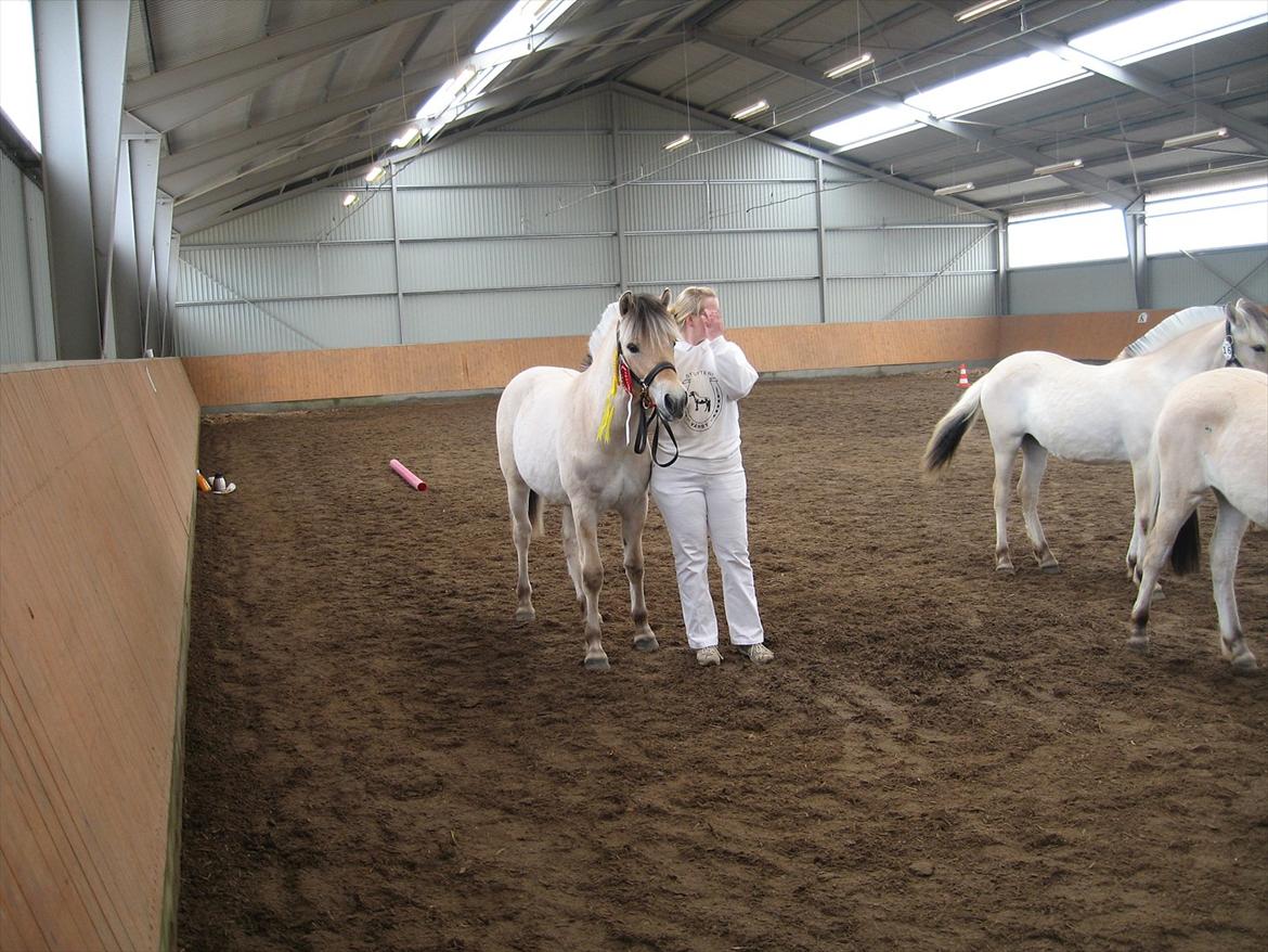 Fjordhest Merle Vårby # Solgt - Hvalsø plageskue nummer 1 med 9 i helhed billede 6