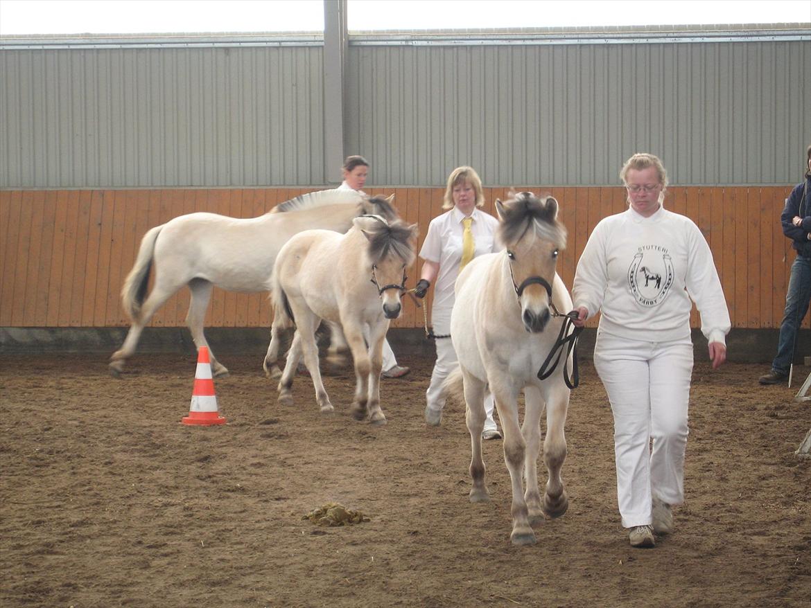 Fjordhest Merle Vårby # Solgt - Oprangering billede 7