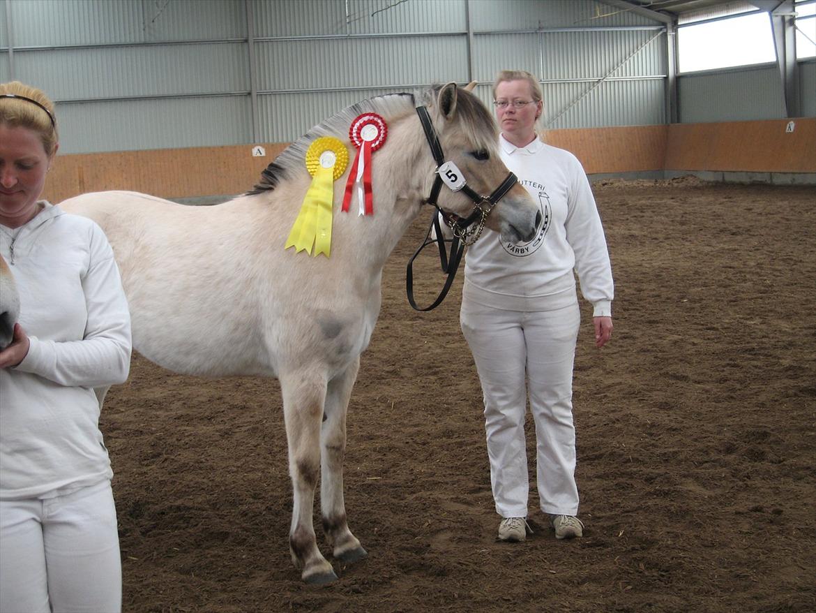 Fjordhest Merle Vårby # Solgt - Rød roset og fløjroset billede 8