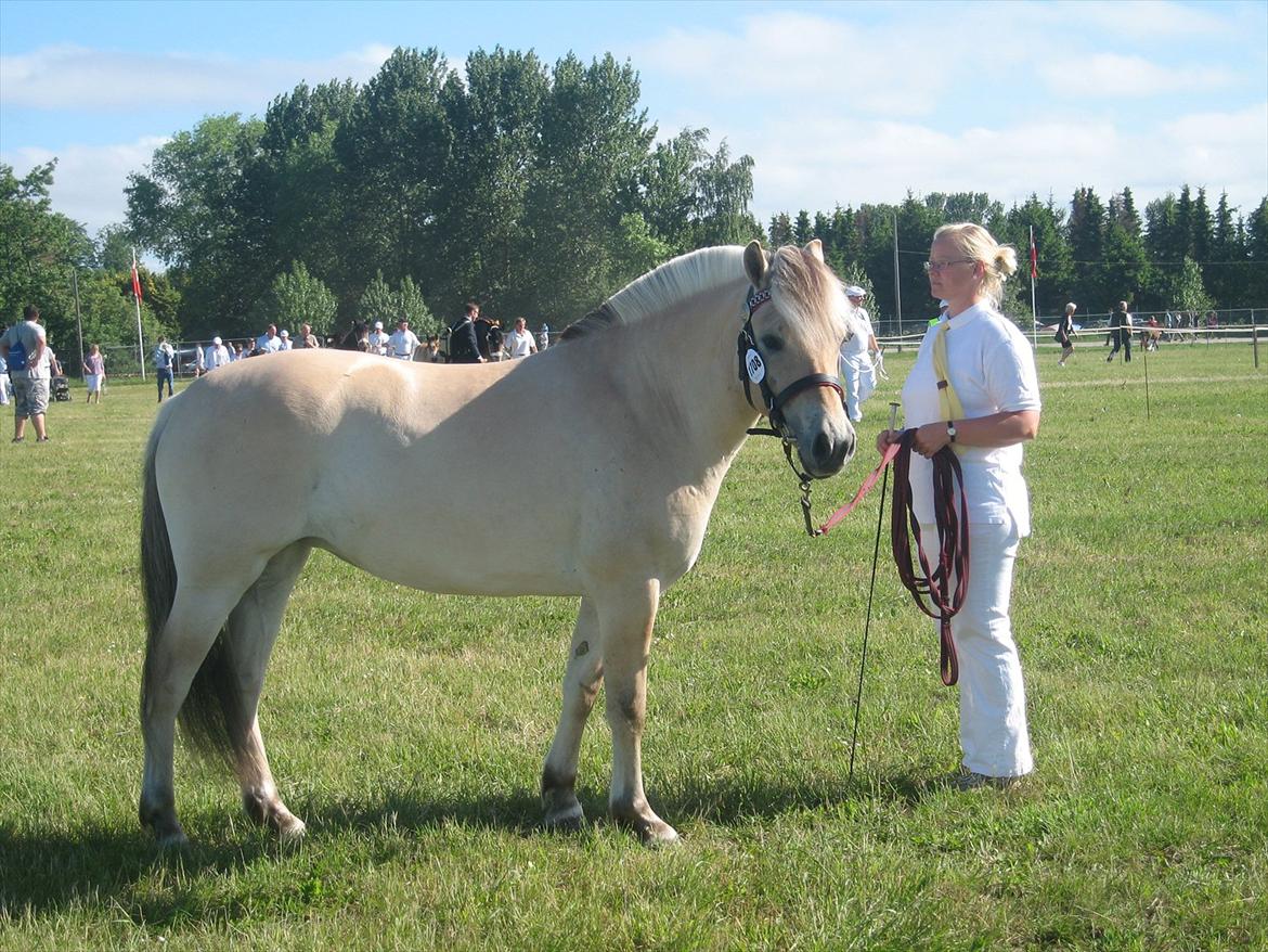 Fjordhest Merle Vårby # Solgt - Merle til dyrskue billede 9