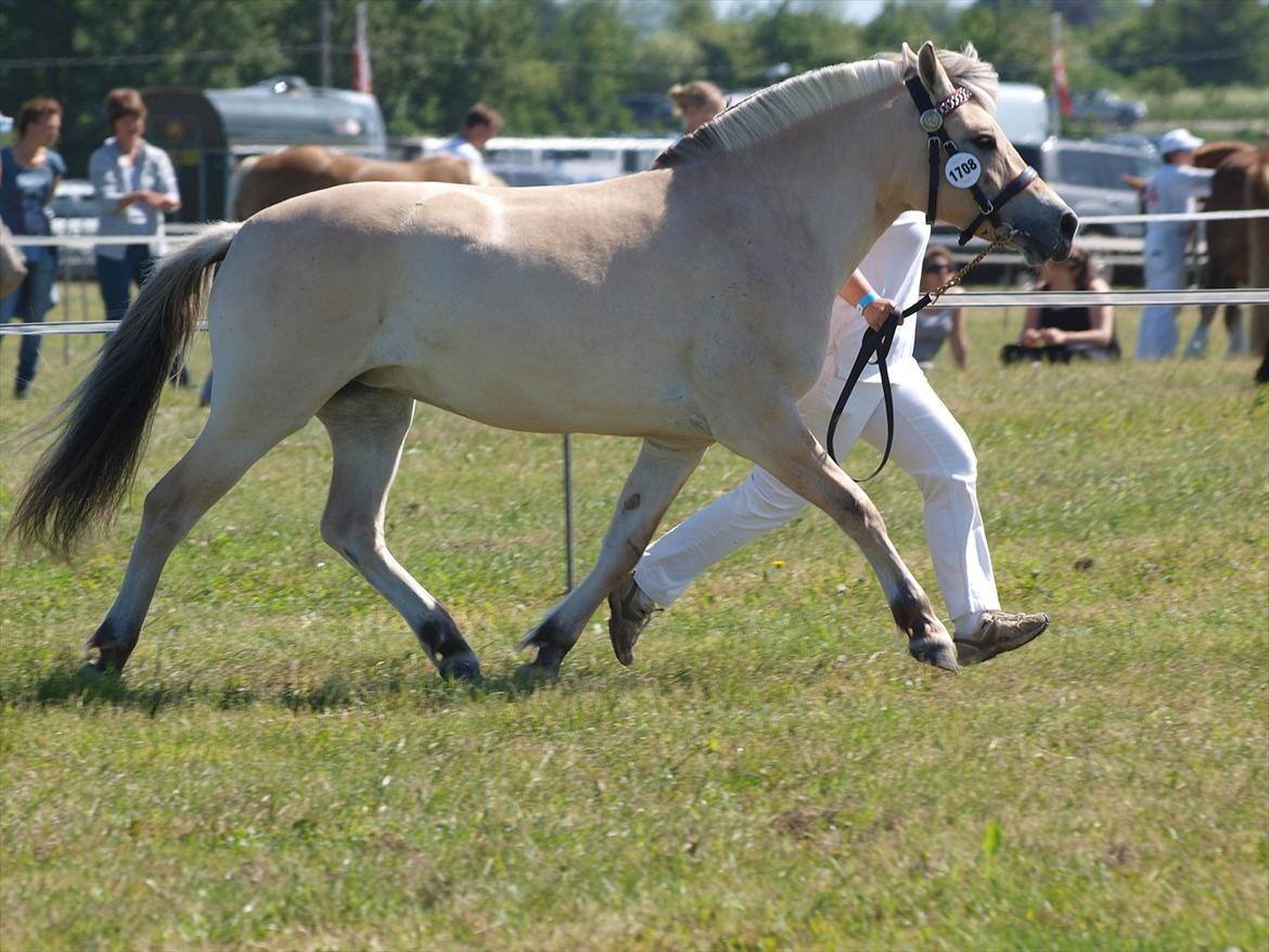 Fjordhest Merle Vårby # Solgt - Frem i trav billede 10