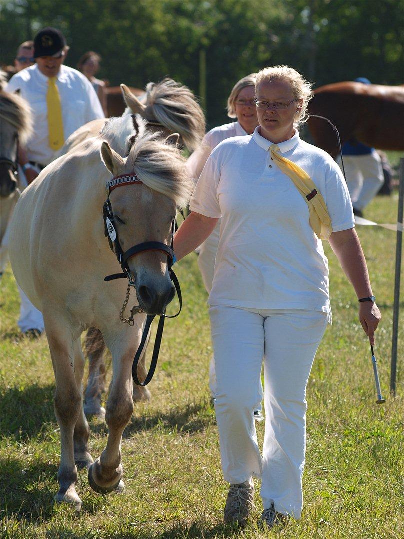 Fjordhest Merle Vårby # Solgt - Merle og jeg billede 11