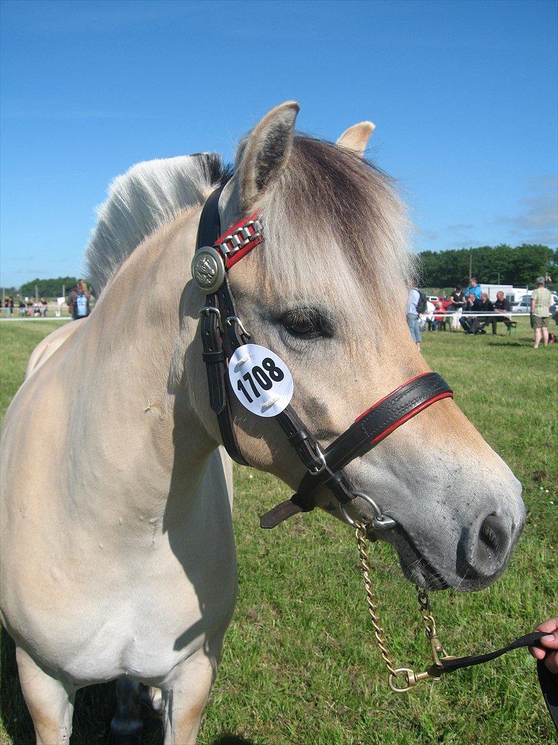 Fjordhest Merle Vårby # Solgt - Merles udtryksfulde hoved billede 13