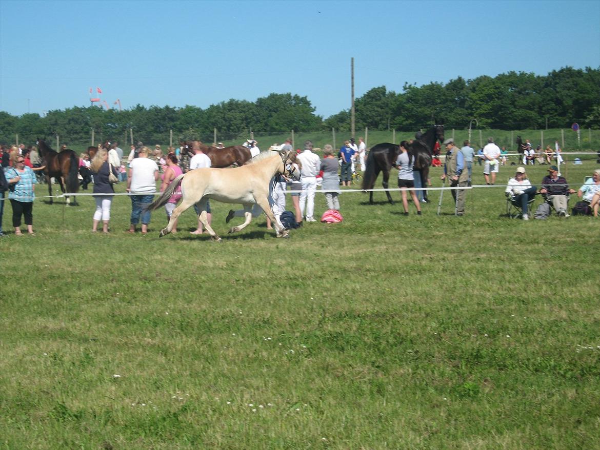 Fjordhest Merle Vårby # Solgt - Fuld fart frem billede 14