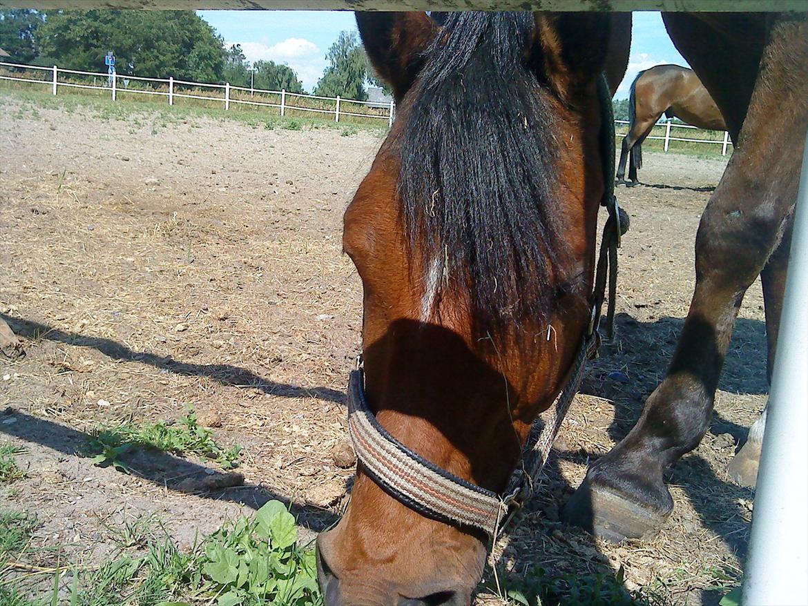 Welsh Pony (sec B) Palør Welsh - Læg gerne en kommentar eller en bedømmelse:) billede 16