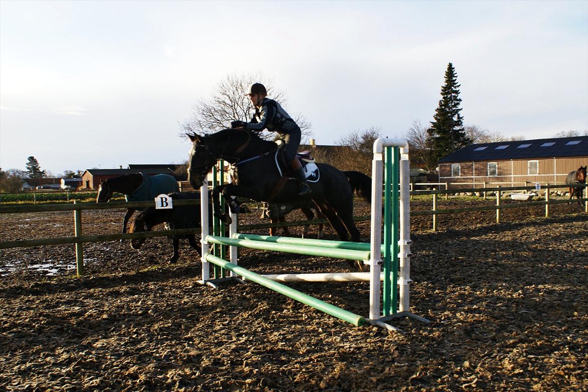 Dansk Varmblod Ajour billede 4