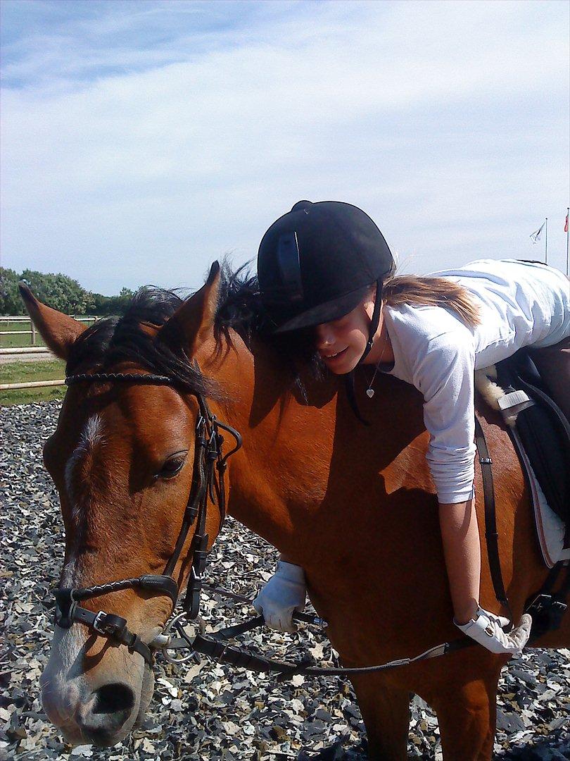 DSP Lundgårds Adonis  billede 2