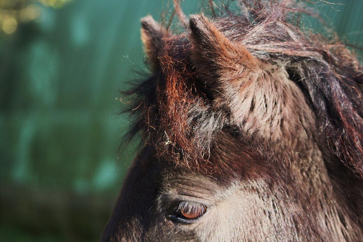 Islænder Náttgjólá billede 10