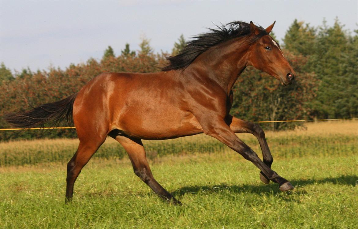 Dansk Varmblod Aventino billede 16