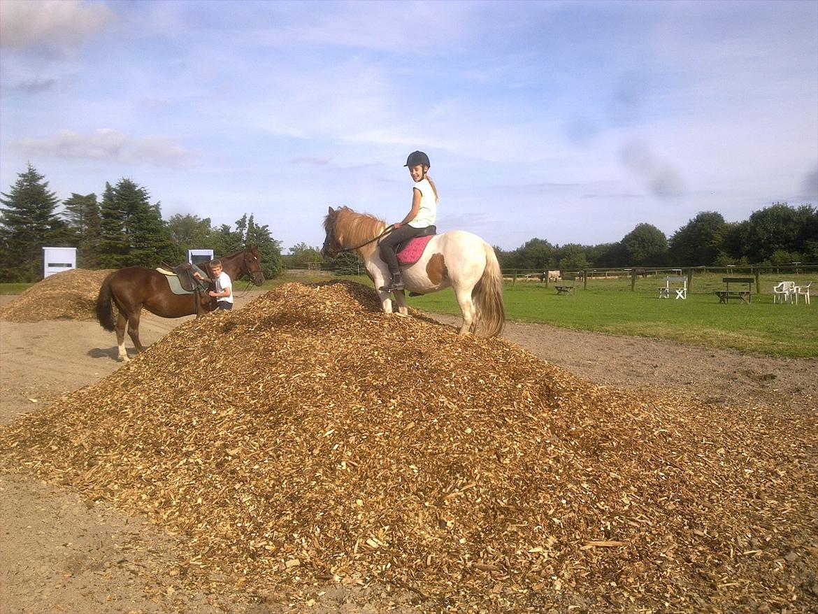 Anden særlig race Lolli - Nyt fleece på banen ;) billede 6