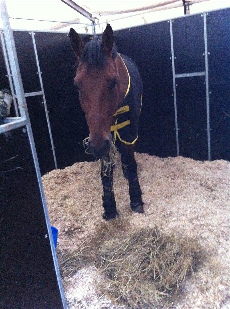 Svensk Varmblod A-tack - Suså - hygge i boksen!  billede 11